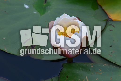 Weiße_Seerose_2.jpg